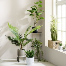 Διακοσμητικά Φυτά 