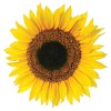 Sunflower αυτοκόλλητα τοίχου βινυλίου (54106)