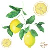 Lemons αυτοκόλλητα τοίχου βινυλίου (54122)