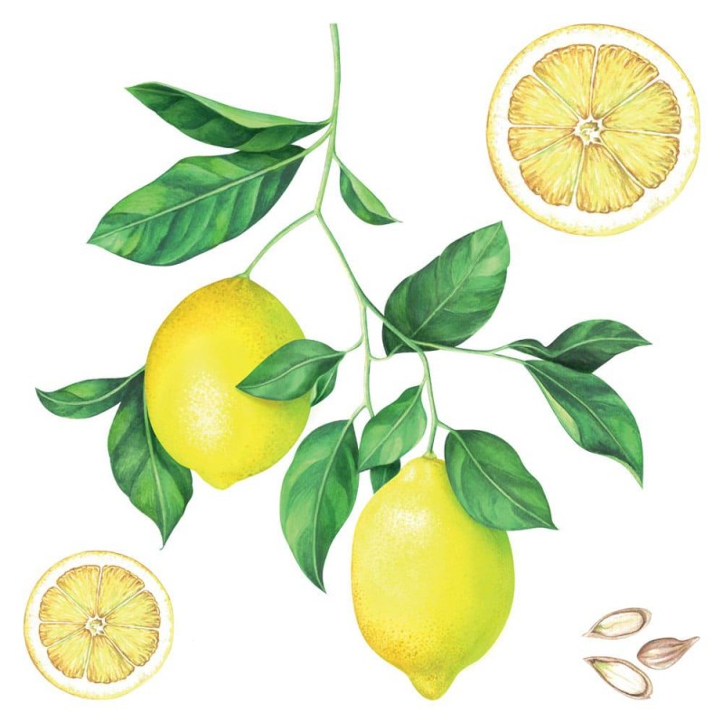 Lemons αυτοκόλλητα τοίχου βινυλίου (54122)