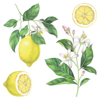 Lemons αυτοκόλλητα τοίχου βινυλίου (54122)