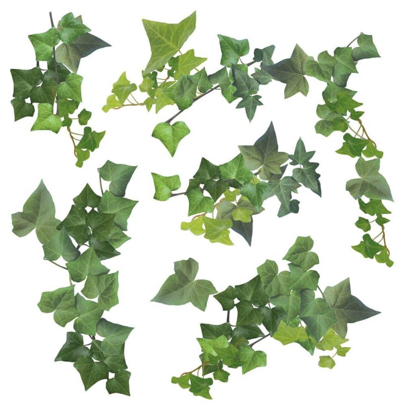 Ivy αυτοκόλλητα τοίχου βινυλίου (54152)