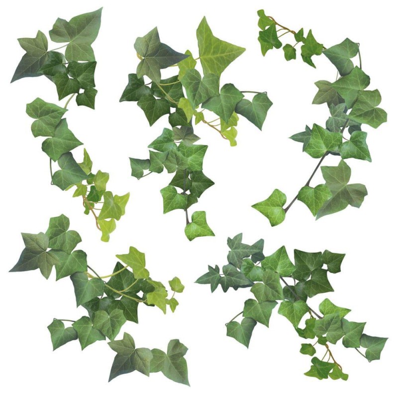 Ivy αυτοκόλλητα τοίχου βινυλίου (54152)