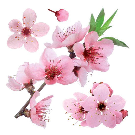 Cherry Blossom αυτοκόλλητα τοίχου βινυλίου (54327)