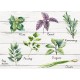 Shabby Spices L πλάτη προστασίας τοίχου εστιών κουζίνας (67264) Shabby Spices L πλάτη προστασίας τοίχου εστιών κουζίνας (67264)