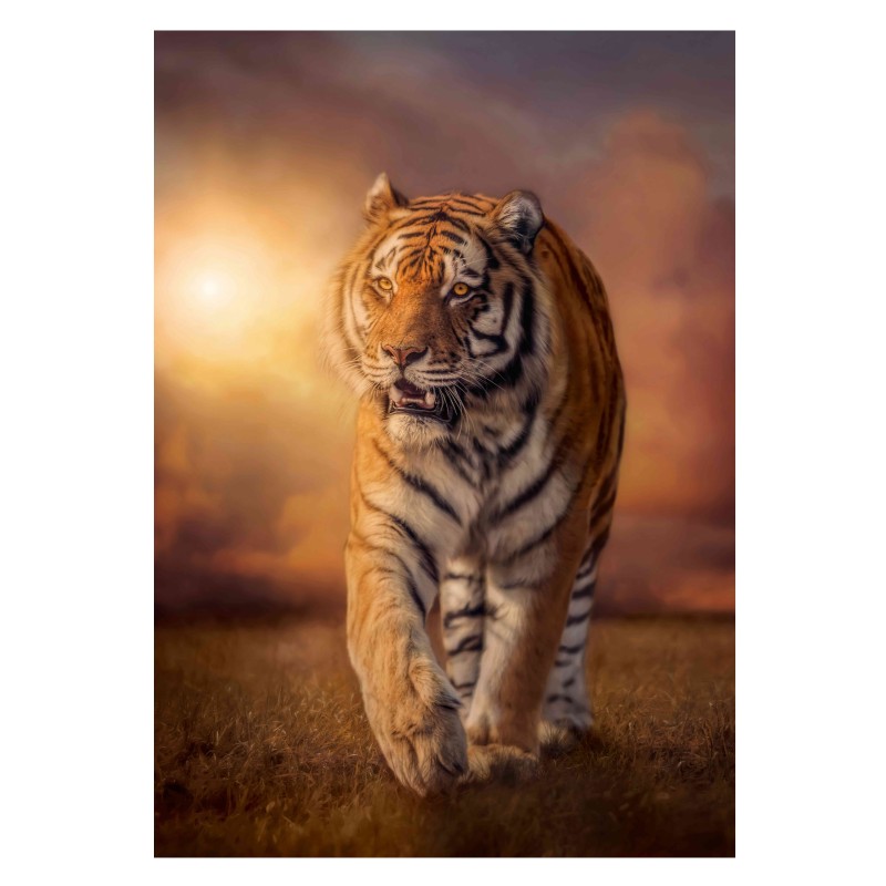 Clementoni Παζλ High Quality Collection Τίγρης 1500 τμχ