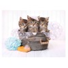Clementoni Παζλ High Quality Collection Kittens And Soap 500 τμχ