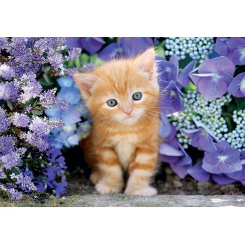 Clementoni Παζλ High Quality Collection Γατάκι Με Γαλανά Ματάκια 500 τμχ - Compact Box