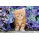 Clementoni Παζλ High Quality Collection Γατάκι Με Γαλανά Ματάκια 500 τμχ - Compact Box Clementoni Παζλ High Quality Collection Γατάκι Με Γαλανά Ματάκια 500 τμχ - Compact Box