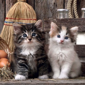 Clementoni Παζλ High Quality Collection Χαριτωμένες Γατούλες 1000 τμχ - Compact Box