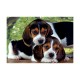 Clementoni Παζλ High Quality Collection Σκυλάκια 500 τμχ - Compact Box Clementoni Παζλ High Quality Collection Σκυλάκια 500 τμχ - Compact Box