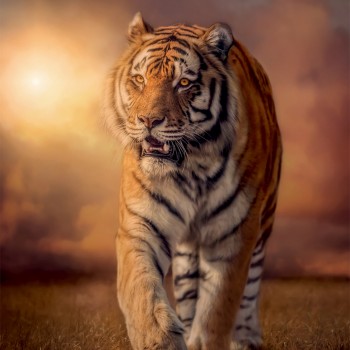 Clementoni Παζλ High Quality Collection Τίγρης 1000 τμχ - Compact Box