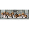 Clementoni Παζλ Panorama High Quality Collection Σκυλάκια Beagles 1000 τμχ - Compact Box