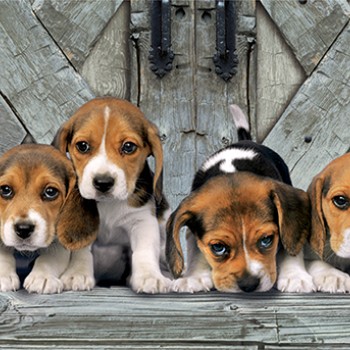 Clementoni Παζλ Panorama High Quality Collection Σκυλάκια Beagles 1000 τμχ - Compact Box