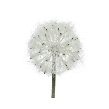 Beauty Home ΛΟΥΛΟΥΔΙ 50CM