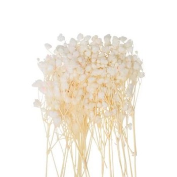 Beauty Home MINI ΓΥΨΟΦΙΛΗ 20 ΤΜΧ 5 CM