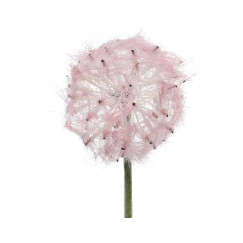 Beauty Home ΛΟΥΛΟΥΔΙ 50 CM