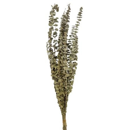 Beauty Home ΑΠΟΞΗΡΑΜΕΝΟΣ ΕΥΚΑΛΥΠΤΟΣ 66CM Beauty Home ΑΠΟΞΗΡΑΜΕΝΟΣ ΕΥΚΑΛΥΠΤΟΣ 66CM