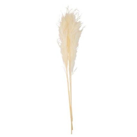 Beauty Home PAMPAS ΕΚΡΟΥ 80 CM 3 ΤΜΧ Beauty Home PAMPAS ΕΚΡΟΥ 80 CM 3 ΤΜΧ