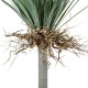 GloboStar® Artificial Garden BEAUCARNEA PALM TREE 20047 Τεχνητό Διακοσμητικό Φυτό Κυρτόφυλλος Μπουκαρνέα Υ200cm