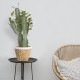 GloboStar® Artificial Garden CEREUS JAMACARU CACTUS 20102 Τεχνητό Διακοσμητικό Φυτό Κάκτος Κηρίος Υ62cm