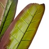 GloboStar® Artificial Garden BLOODY BANANA TREE 20118 - Τεχνητό Διακοσμητικό Φυτό Αιματόφυλλη Μπανανιά - Μπανανόδεντρο Υ190cm