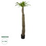 GloboStar® Artificial Garden PACHYPODIUM LAMEREI PALM TREE 20130 Τεχνητό Διακοσμητικό Φυτό Φοίνικας της Μαγαδασκάρης Υ175cm