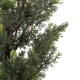 GloboStar® Artificial Garden LEMON CYPRESS 20151 Τεχνητό Διακοσμητικό Φυτό Λεμονόκυπάρισσο Υ120cm GloboStar® Artificial Garden LEMON CYPRESS 20151 Τεχνητό Διακοσμητικό Φυτό Λεμονόκυπάρισσο Υ120cm