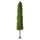 GloboStar® Artificial Garden BUXUS 20158 Τεχνητό Διακοσμητικό Φυτό Πυξός Υ250cm GloboStar® Artificial Garden BUXUS 20158 Τεχνητό Διακοσμητικό Φυτό Πυξός Υ250cm