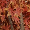 GloboStar® Artificial Garden MAPLE TREE 20162 Τεχνητό Διακοσμητικό Δέντρο Σφένδαμος Υ340cm