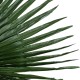 GloboStar® Artificial Garden WASHINGTONIA FILIFERA PALM LEAF 20170 Τεχνητό Διακοσμητικό Φύλο Φοινικόδεντρου Βεντάλια Π135 x Υ180cm GloboStar® Artificial Garden WASHINGTONIA FILIFERA PALM LEAF 20170 Τεχνητό Διακοσμητικό Φύλο Φοινικόδεντρου Βεντάλια Π135 x Υ180cm