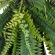 GloboStar® Artificial Garden FERN HANGING BRANCH 20247 Τεχνητό Διακοσμητικό Κρεμαστό Φυτό Φτέρη Υ120cm GloboStar® Artificial Garden FERN HANGING BRANCH 20247 Τεχνητό Διακοσμητικό Κρεμαστό Φυτό Φτέρη Υ120cm