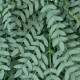 GloboStar® Artificial Garden ACACIA HANGING BRANCH 20254 Τεχνητό Διακοσμητικό Κρεμαστό Φυτό Ακακία Υ130cm GloboStar® Artificial Garden ACACIA HANGING BRANCH 20254 Τεχνητό Διακοσμητικό Κρεμαστό Φυτό Ακακία Υ130cm