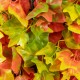 GloboStar® Artificial Garden AUTUMN MAPLE 20349 Τεχνητό Διακοσμητικό Πάνελ Φυλλωσιάς - Κάθετος Κήπος σύνθεση Φθινοπωρινός Σφένδαμος Μ50 x Π50 x Υ10cm GloboStar® Artificial Garden AUTUMN MAPLE 20349 Τεχνητό Διακοσμητικό Πάνελ Φυλλωσιάς - Κάθετος Κήπος σύνθεση Φθινοπωρινός Σφένδαμος Μ50 x Π50 x Υ10cm