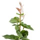 GloboStar® Artificial Garden VITIS GRAPE TREE 20379 Τεχνητό Διακοσμητικό Φυτό Άμπελος Υ90cm