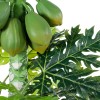GloboStar® Artificial Garden PAPAYA TREE 20383 Τεχνητό Διακοσμητικό Φυτό  Παπάγια Υ270cm