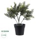GloboStar® Artificial Garden LEMON CYPRESS 20389 Τεχνητό Διακοσμητικό Φυτό Λεμονόκυπάρισσο Υ30cm GloboStar® Artificial Garden LEMON CYPRESS 20389 Τεχνητό Διακοσμητικό Φυτό Λεμονόκυπάρισσο Υ30cm
