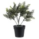 GloboStar® Artificial Garden LEMON CYPRESS 20389 Τεχνητό Διακοσμητικό Φυτό Λεμονόκυπάρισσο Υ30cm GloboStar® Artificial Garden LEMON CYPRESS 20389 Τεχνητό Διακοσμητικό Φυτό Λεμονόκυπάρισσο Υ30cm