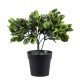 GloboStar® Artificial Garden ANUBIA BARTERI 20390 Τεχνητό Διακοσμητικό Φυτό Ανούμπια Υ30cm GloboStar® Artificial Garden ANUBIA BARTERI 20390 Τεχνητό Διακοσμητικό Φυτό Ανούμπια Υ30cm