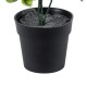 GloboStar® Artificial Garden ANUBIA BARTERI 20390 Τεχνητό Διακοσμητικό Φυτό Ανούμπια Υ30cm GloboStar® Artificial Garden ANUBIA BARTERI 20390 Τεχνητό Διακοσμητικό Φυτό Ανούμπια Υ30cm