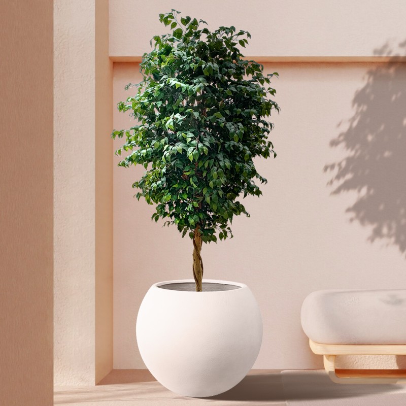 GloboStar® Artificial Garden FICUS BENJAMINA TREE 20432 Τεχνητό Διακοσμητικό Φυτό Φίκος Μπενζαμίνη Υ300cm