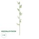 GloboStar® Artificial Garden BAMBOO BRANCH 20441 Τεχνητό Διακοσμητικό Κλαδί Μπαμπού Υ300cm GloboStar® Artificial Garden BAMBOO BRANCH 20441 Τεχνητό Διακοσμητικό Κλαδί Μπαμπού Υ300cm