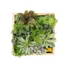GloboStar® Artificial Garden VARIOUS PLANT 20641 Τεχνητό Διακοσμητικό Φυλλωσιάς σε Ξύλινο Πάνελ - Κάθετος Κήπος Μιξ Μ60 x Π60 x Υ32cm