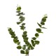 GloboStar® Artificial Garden EUCALYPTUS BRANCH 20484 Τεχνητό Διακοσμητικό Κλαδί Ευκάλυπτου Πράσινο Π30 x Μ30 x Υ80m GloboStar® Artificial Garden EUCALYPTUS BRANCH 20484 Τεχνητό Διακοσμητικό Κλαδί Ευκάλυπτου Πράσινο Π30 x Μ30 x Υ80m