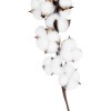 GloboStar® Artificial Garden COTTON BRANCH 20559 Τεχνητό Διακοσμητικό Κλαδί βαμβάκι Y55cm