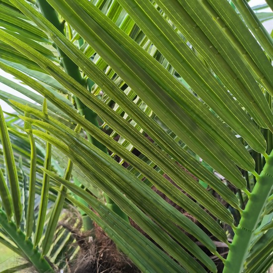 GloboStar® Artificial Garden PHOENIX ROEBELENII PALM TREE 20596 Τεχνητό Διακοσμητικό Φυτό Φοινικόδεντρο Ρομπελίνι Εξωτερικού Χώρου IP68 UV Certified Protection Υ500cm GloboStar® Artificial Garden PHOENIX ROEBELENII PALM TREE 20596 Τεχνητό Διακοσμητικό Φυτό Φοινικόδεντρο Ρομπελίνι Εξωτερικού Χώρου IP68 UV Certified Protection Υ500cm