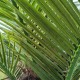 GloboStar® Artificial Garden PHOENIX ROEBELENII PALM TREE 20596 Τεχνητό Διακοσμητικό Φυτό Φοινικόδεντρο Ρομπελίνι Εξωτερικού Χώρου IP68 UV Certified Protection Υ500cm GloboStar® Artificial Garden PHOENIX ROEBELENII PALM TREE 20596 Τεχνητό Διακοσμητικό Φυτό Φοινικόδεντρο Ρομπελίνι Εξωτερικού Χώρου IP68 UV Certified Protection Υ500cm
