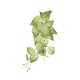 GloboStar® Artificial Garden SYNGONIUM HANGING PLANT 20598 Τεχνητό Διακοσμητικό Κρεμαστό Φυτό Συγκόνιο Υ50cm GloboStar® Artificial Garden SYNGONIUM HANGING PLANT 20598 Τεχνητό Διακοσμητικό Κρεμαστό Φυτό Συγκόνιο Υ50cm