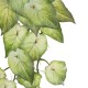 GloboStar® Artificial Garden SYNGONIUM HANGING PLANT 20598 Τεχνητό Διακοσμητικό Κρεμαστό Φυτό Συγκόνιο Υ50cm GloboStar® Artificial Garden SYNGONIUM HANGING PLANT 20598 Τεχνητό Διακοσμητικό Κρεμαστό Φυτό Συγκόνιο Υ50cm