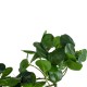 GloboStar® Artificial Garden HANGING PEPEROMIA 20599 Τεχνητό Διακοσμητικό Κρεμαστό Φυτό Πεπερόμια Μ30 x Π31 x Υ50cm GloboStar® Artificial Garden HANGING PEPEROMIA 20599 Τεχνητό Διακοσμητικό Κρεμαστό Φυτό Πεπερόμια Μ30 x Π31 x Υ50cm